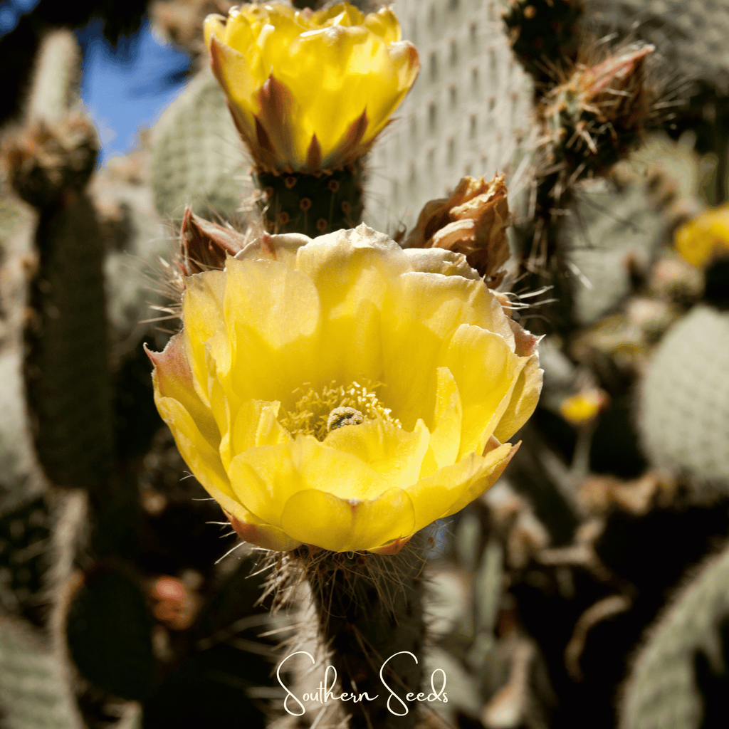 Prickly Pear Cactus – 15 Seeds Southern Seeds