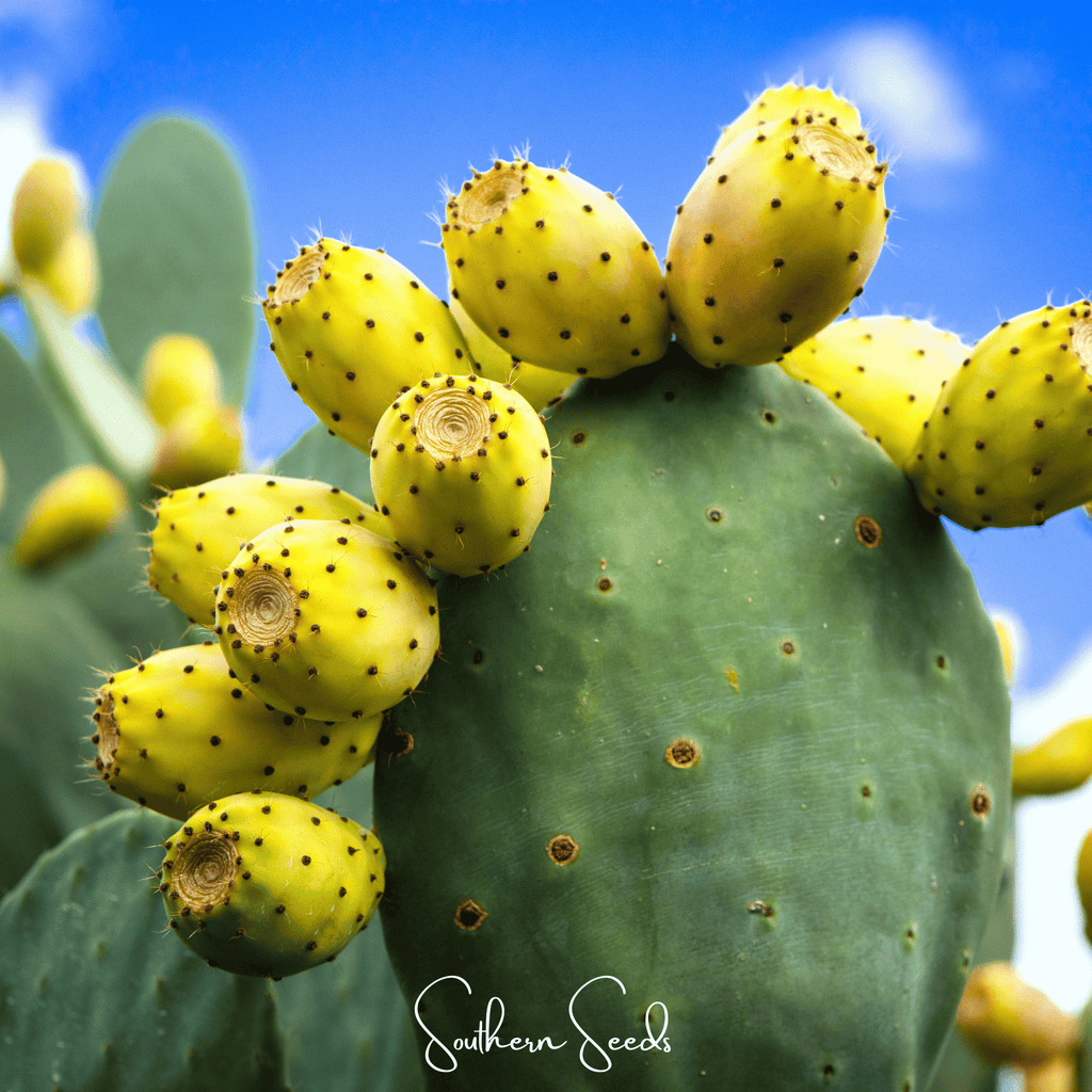 Prickly Pear Cactus – 15 Seeds Southern Seeds