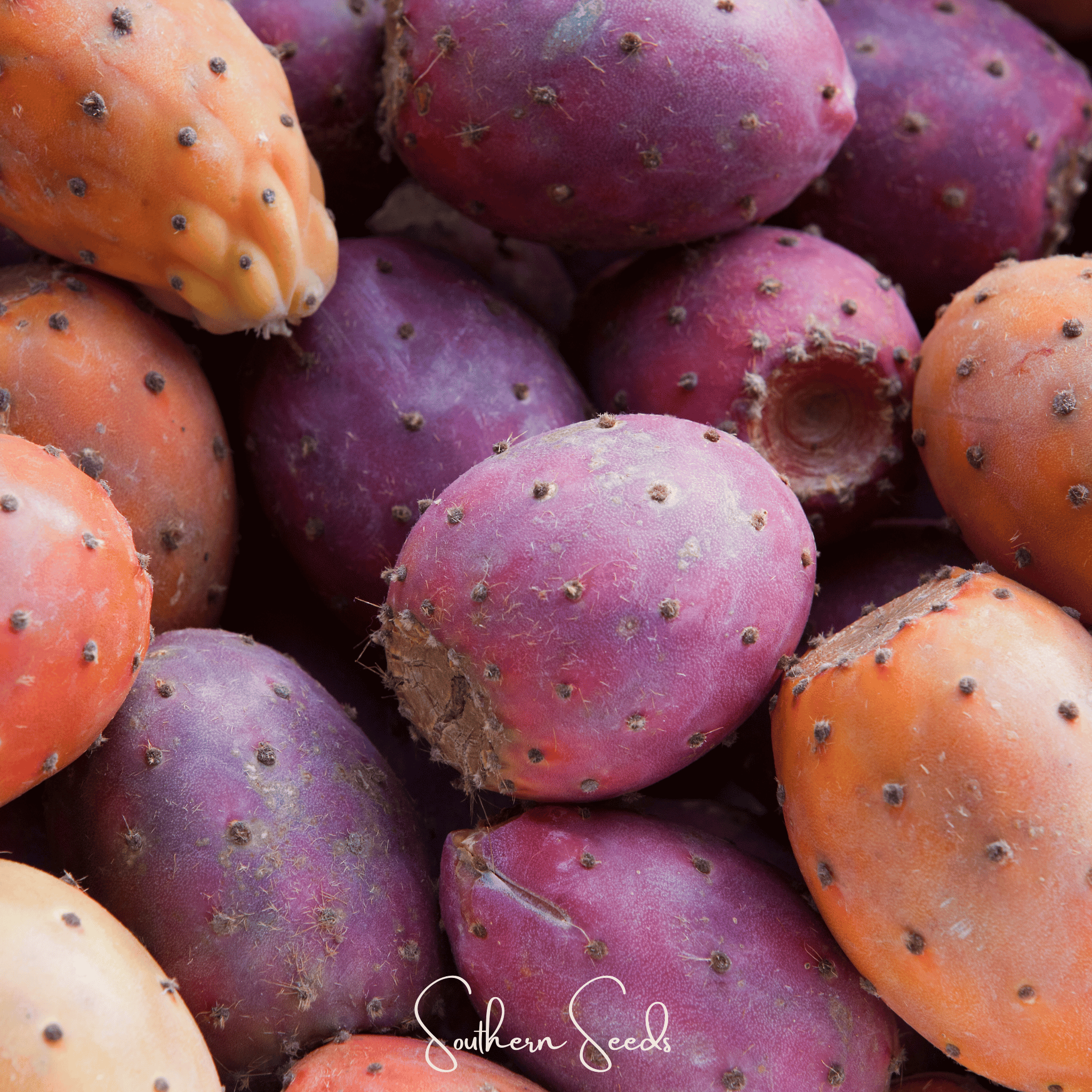 Prickly Pear Cactus – 15 Seeds Southern Seeds