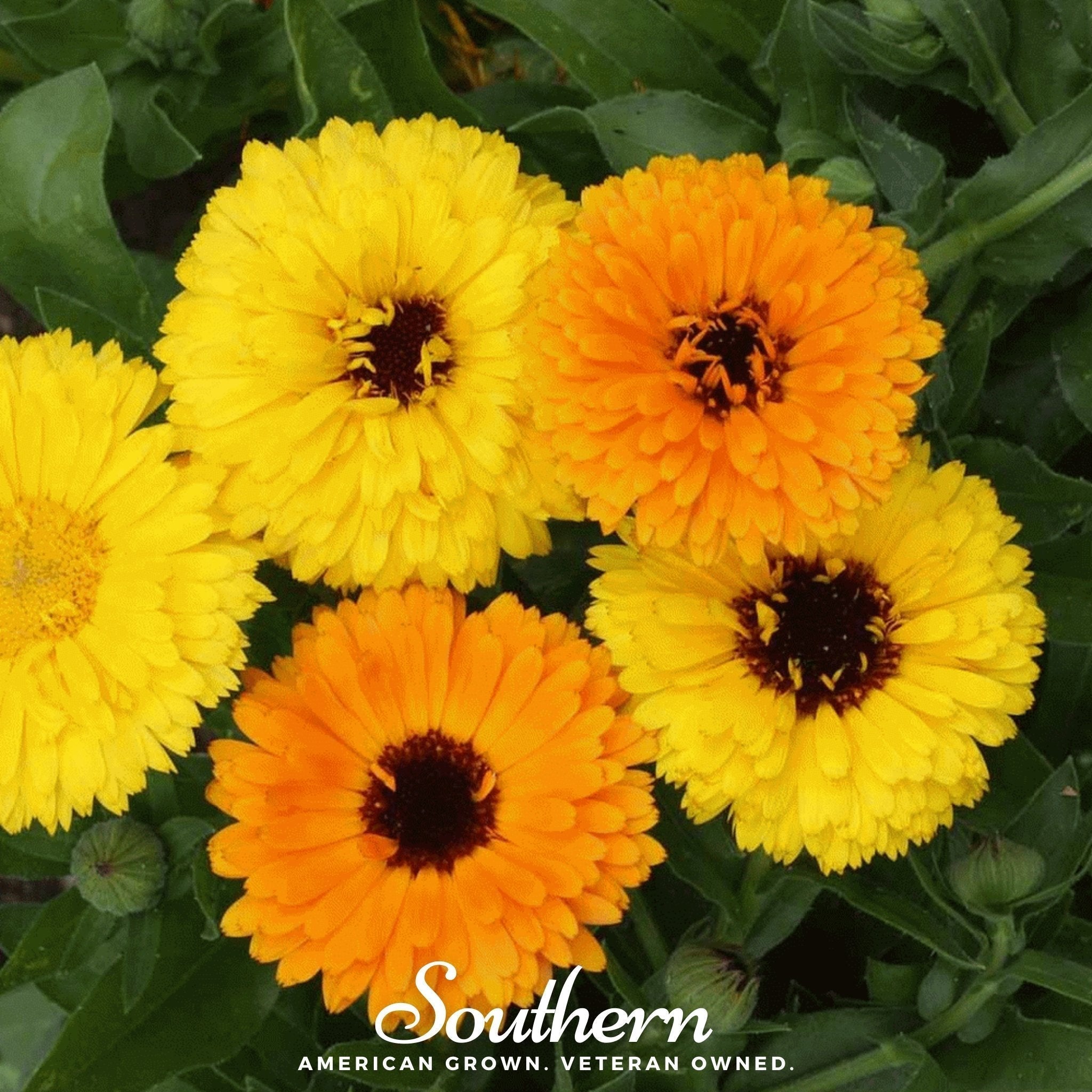 Fiesta Gitana Calendula – 100 Seeds Southern Seeds