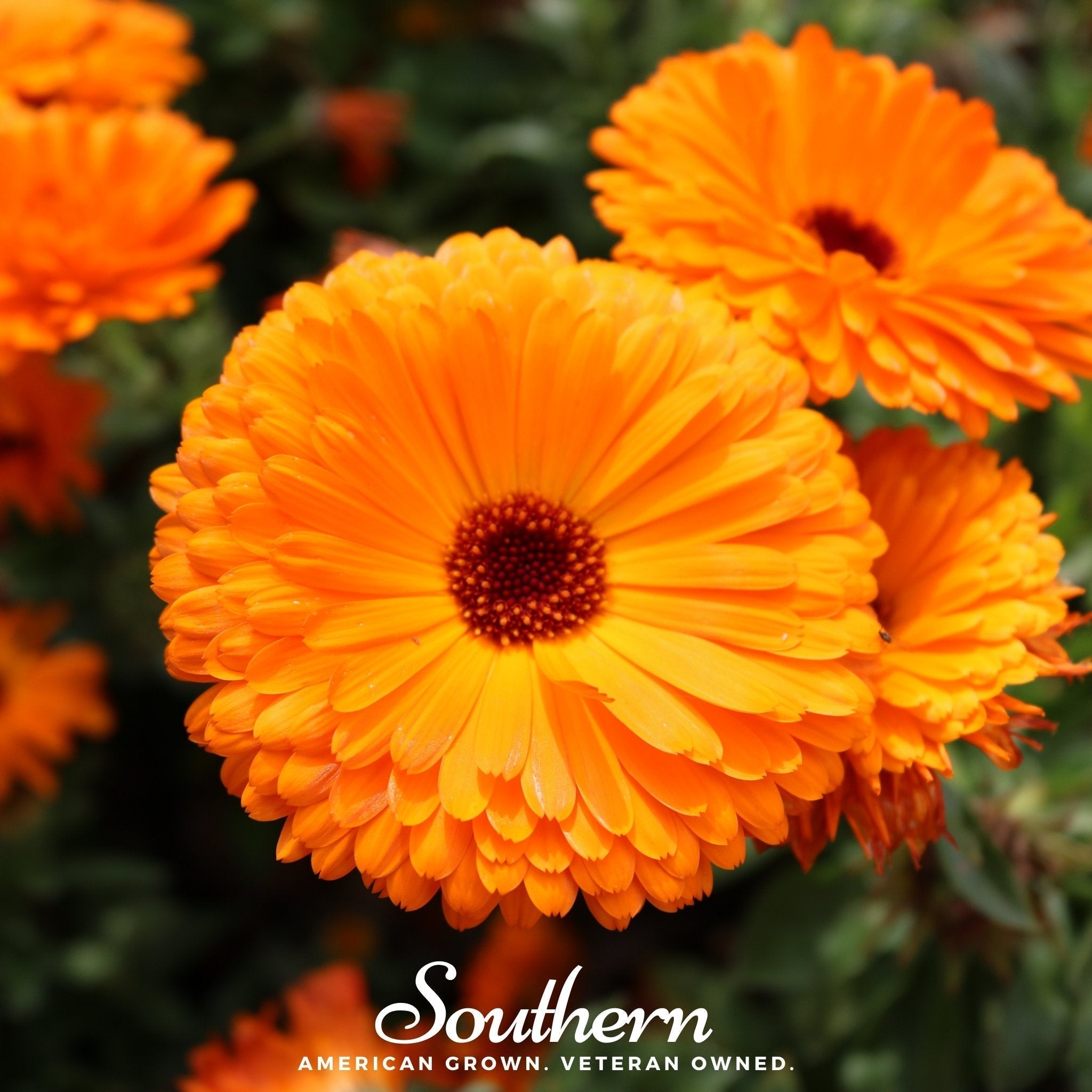 Fiesta Gitana Calendula – 100 Seeds Southern Seeds