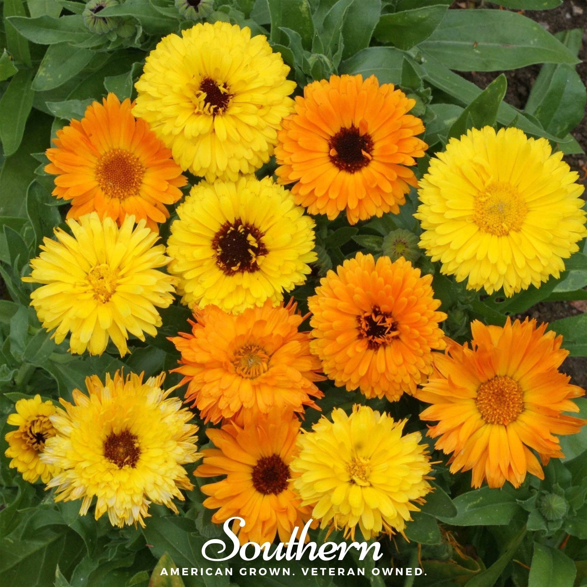 Fiesta Gitana Calendula – 100 Seeds Southern Seeds