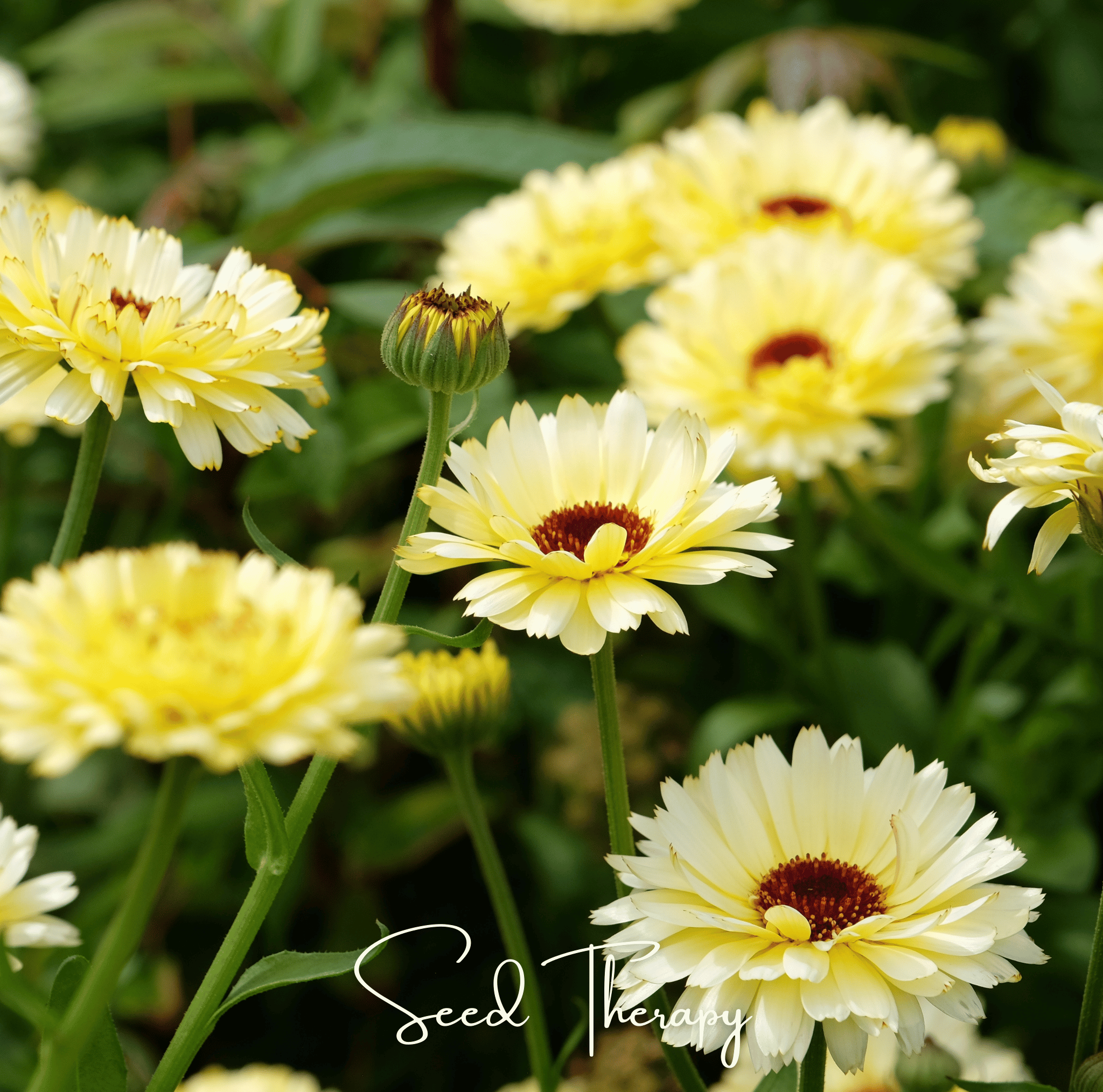 Ivory Princess Calendula – 50 Seeds Southern Seeds