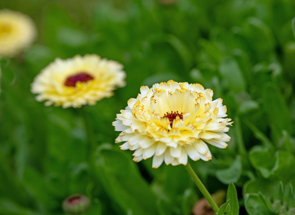 Ivory Princess Calendula – 50 Seeds Southern Seeds