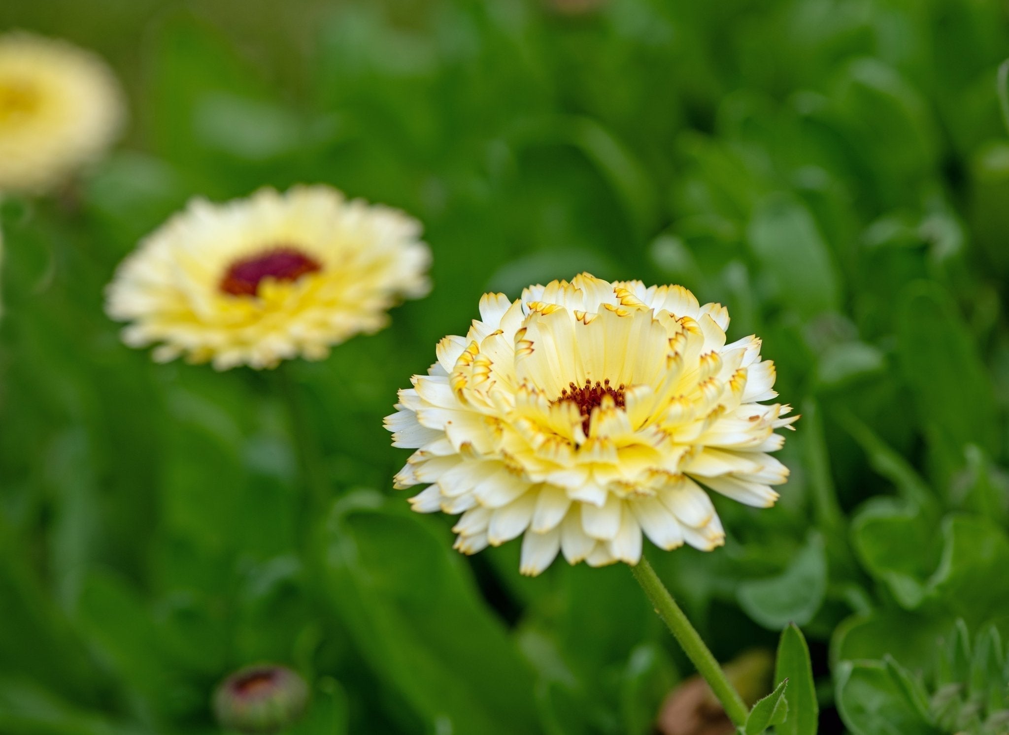 Ivory Princess Calendula – 50 Seeds Southern Seeds