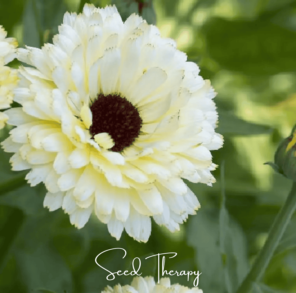 Ivory Princess Calendula – 50 Seeds Southern Seeds