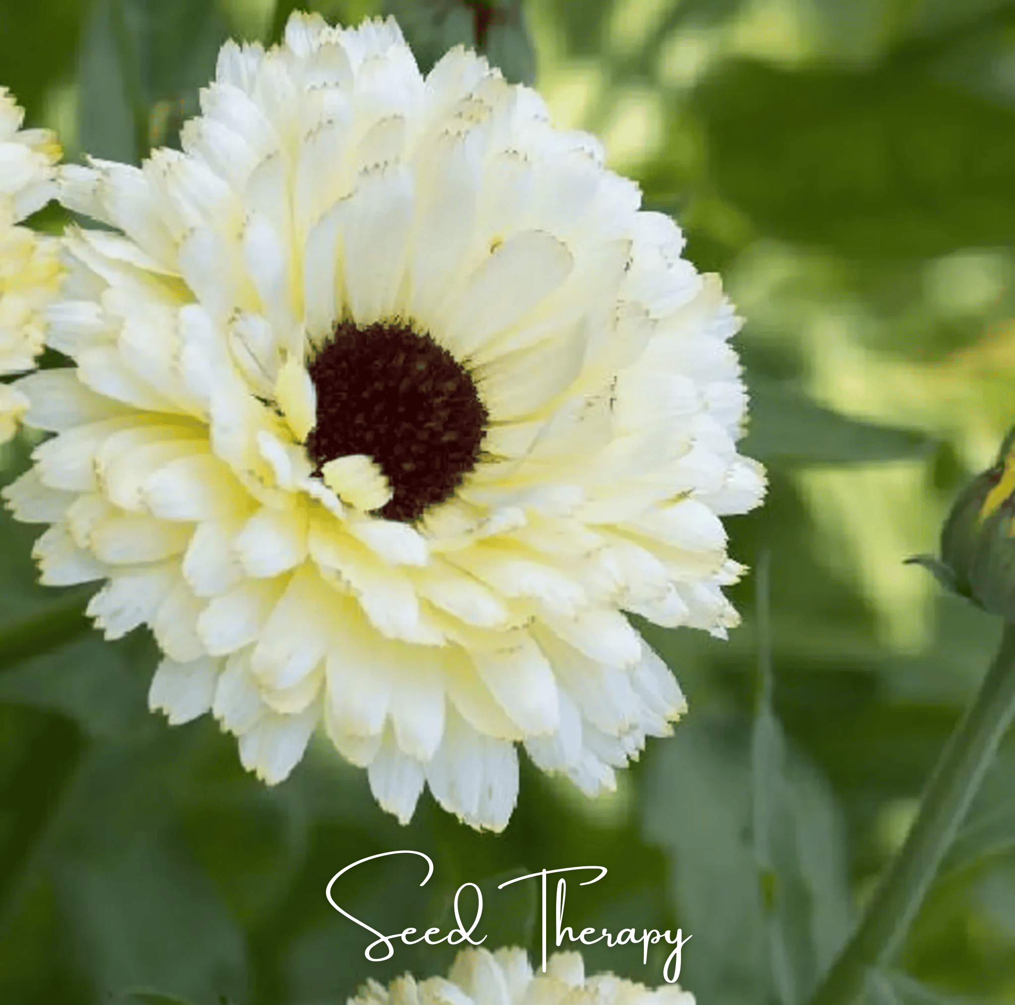 Ivory Princess Calendula – 50 Seeds Southern Seeds