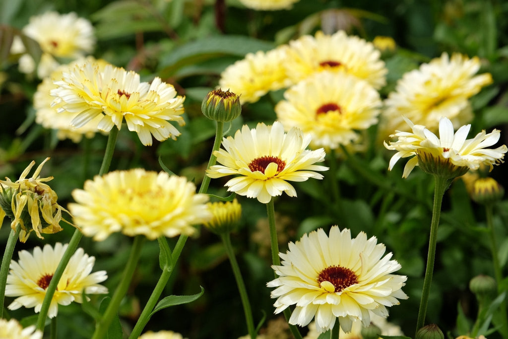 Ivory Princess Calendula – 50 Seeds Southern Seeds