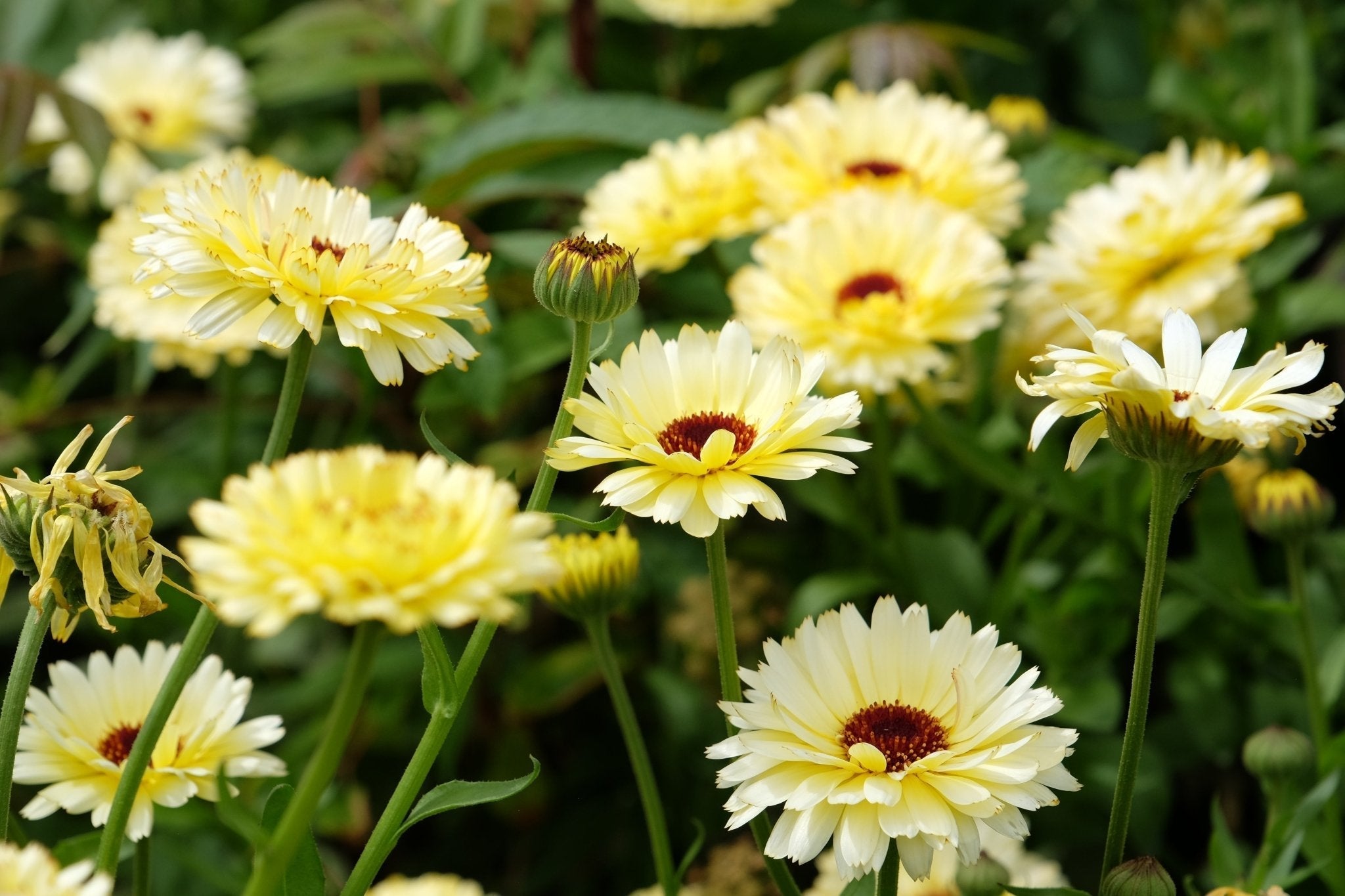 Ivory Princess Calendula – 50 Seeds Southern Seeds