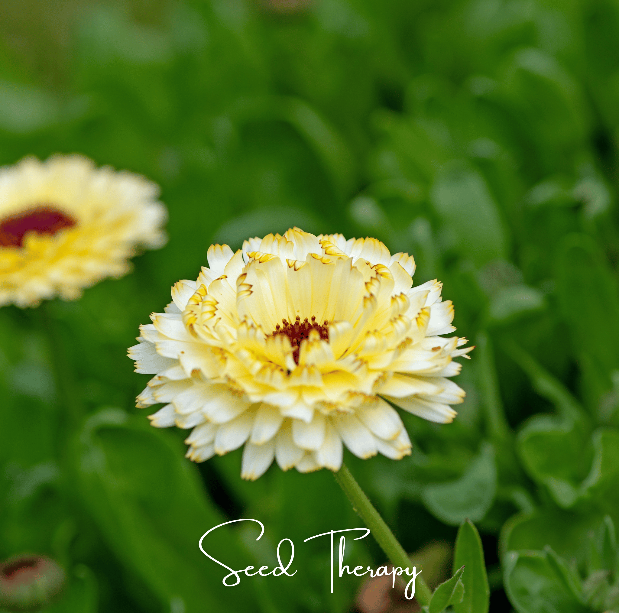 Ivory Princess Calendula – 50 Seeds Southern Seeds