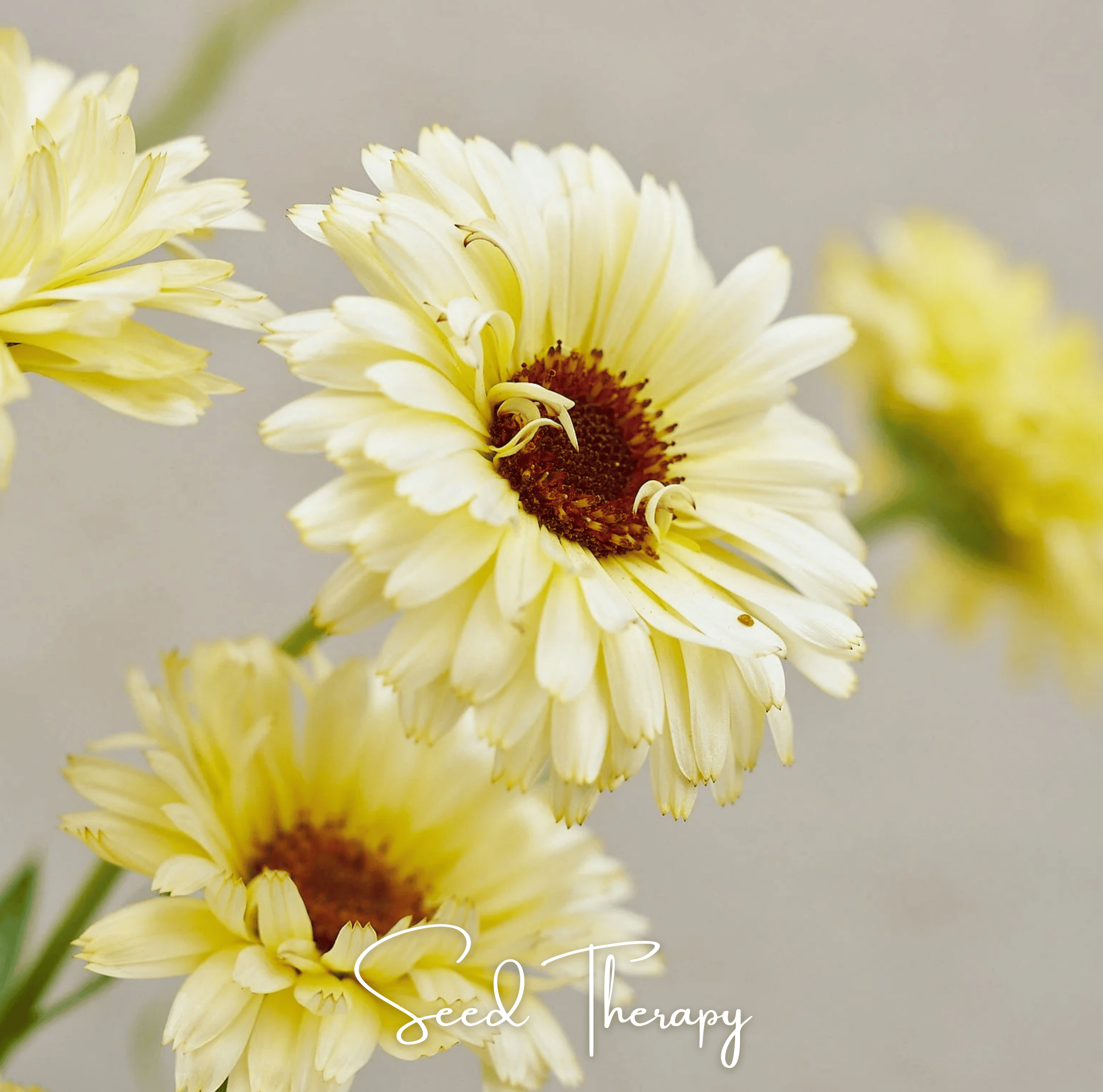 Ivory Princess Calendula – 50 Seeds Southern Seeds