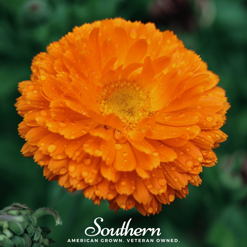 Orange King Calendula – 100 Seeds Southern Seeds