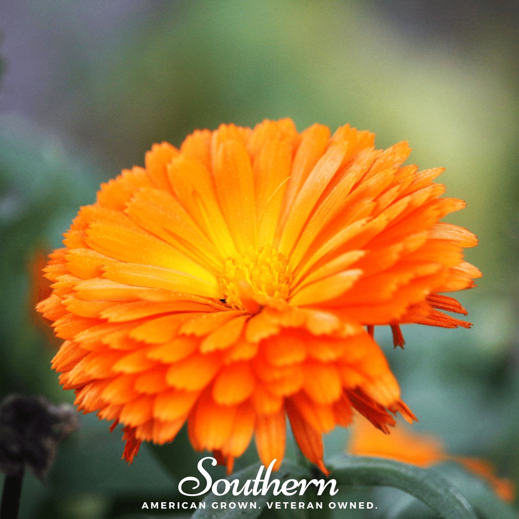 Orange King Calendula – 100 Seeds Southern Seeds