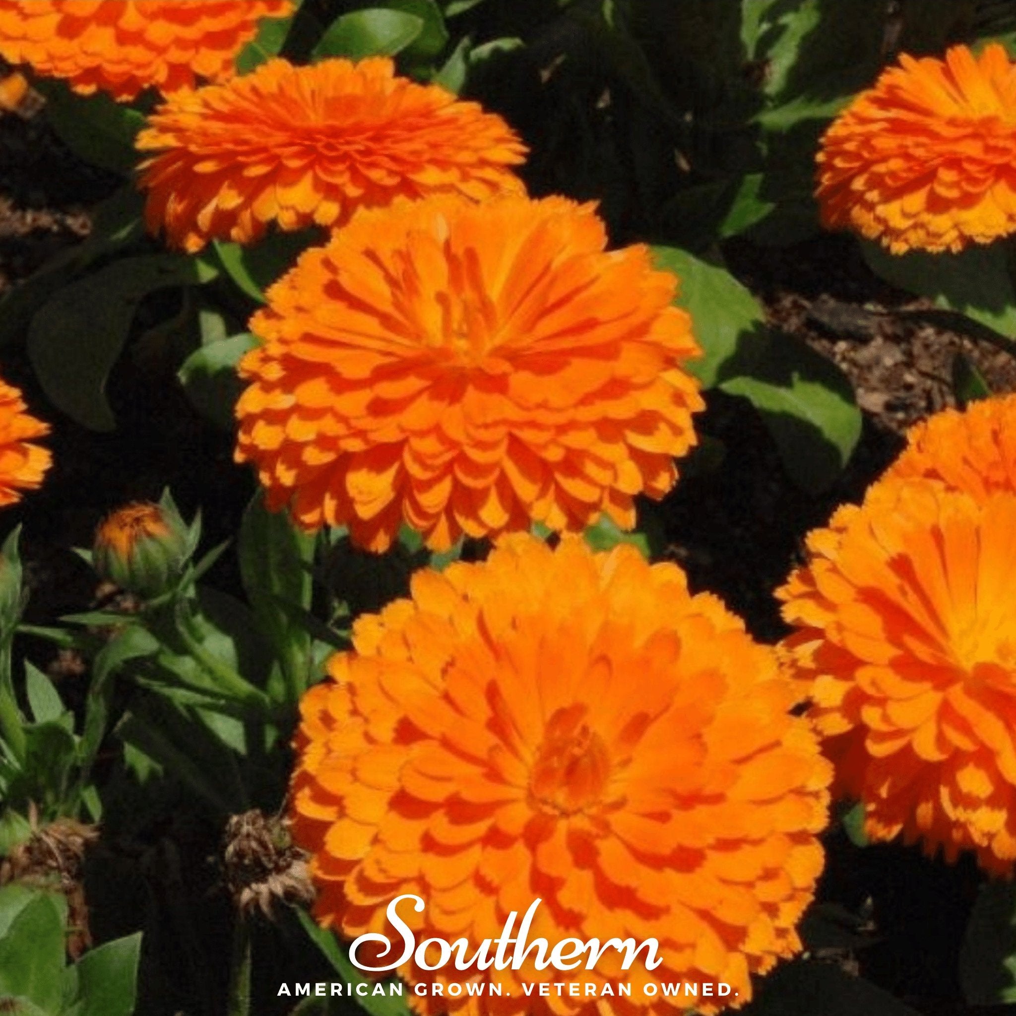 Orange King Calendula – 100 Seeds Southern Seeds