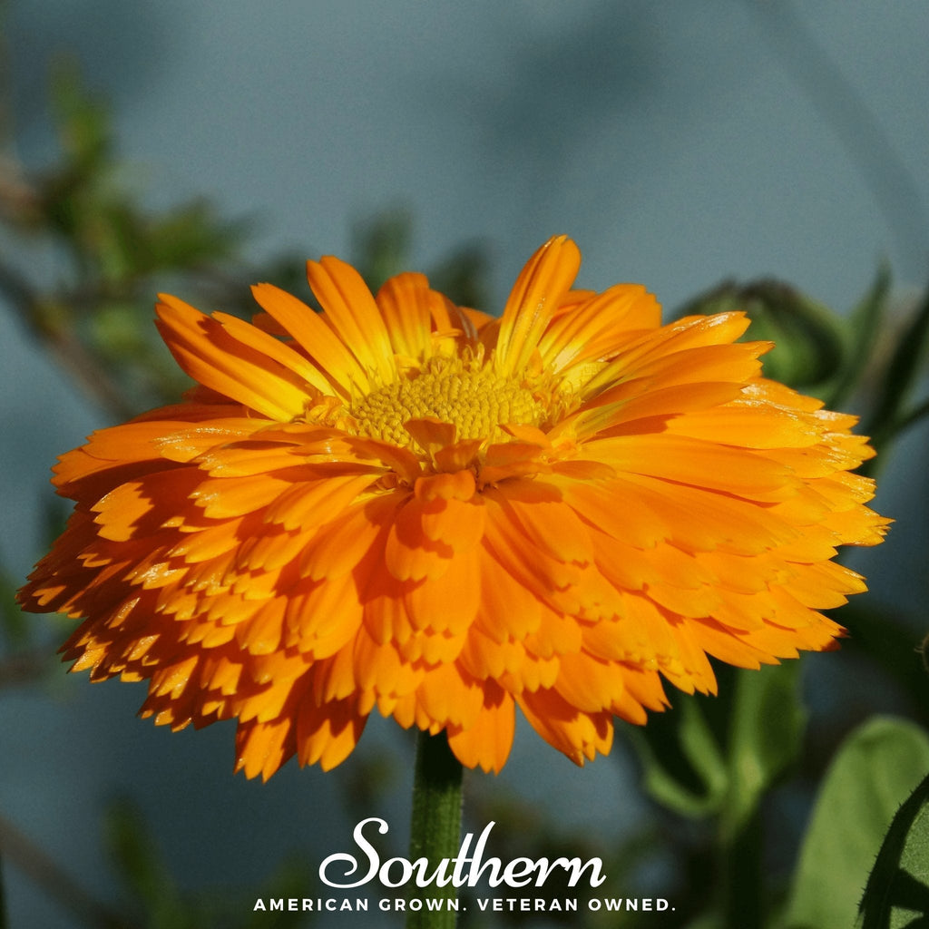 Orange King Calendula – 100 Seeds Southern Seeds