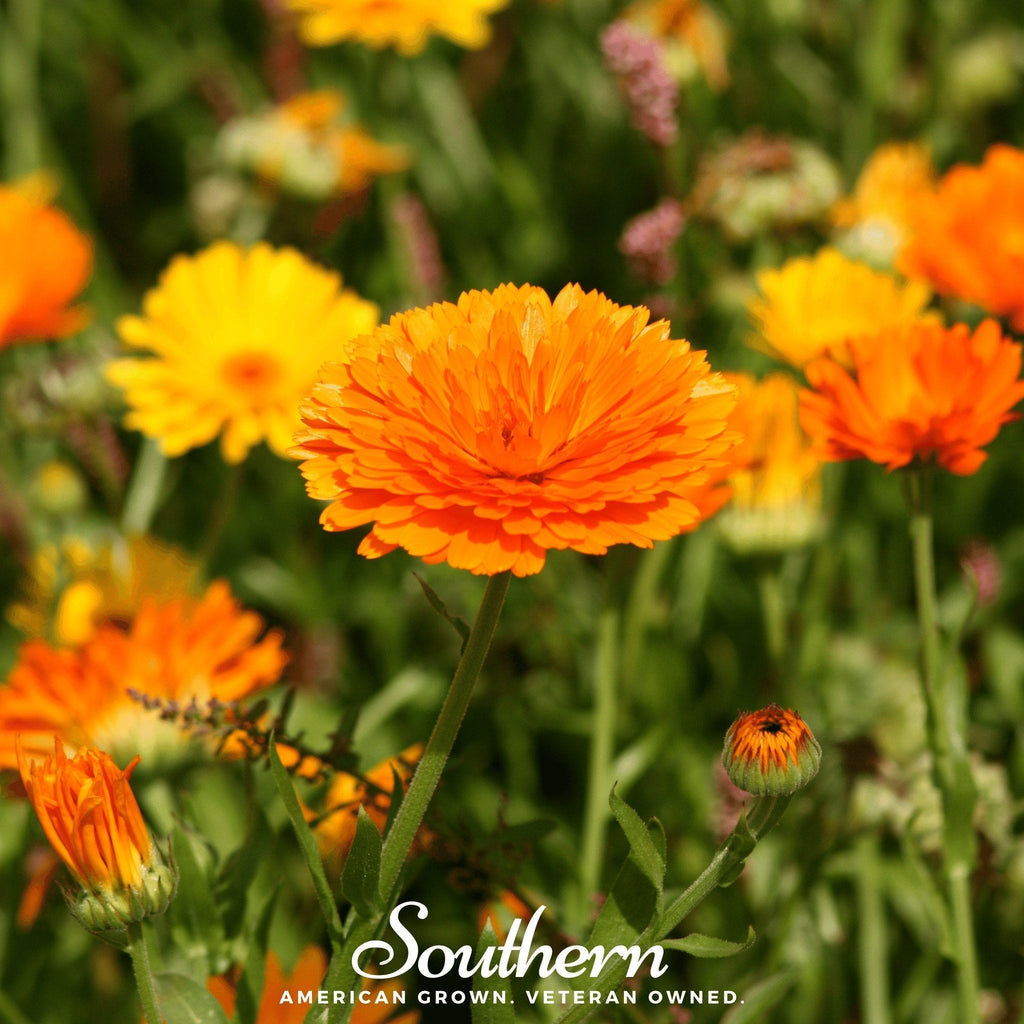 Pacific Beauty Calendula – 100 Seeds Southern Seeds