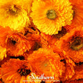Pacific Beauty Calendula – 100 Seeds Southern Seeds
