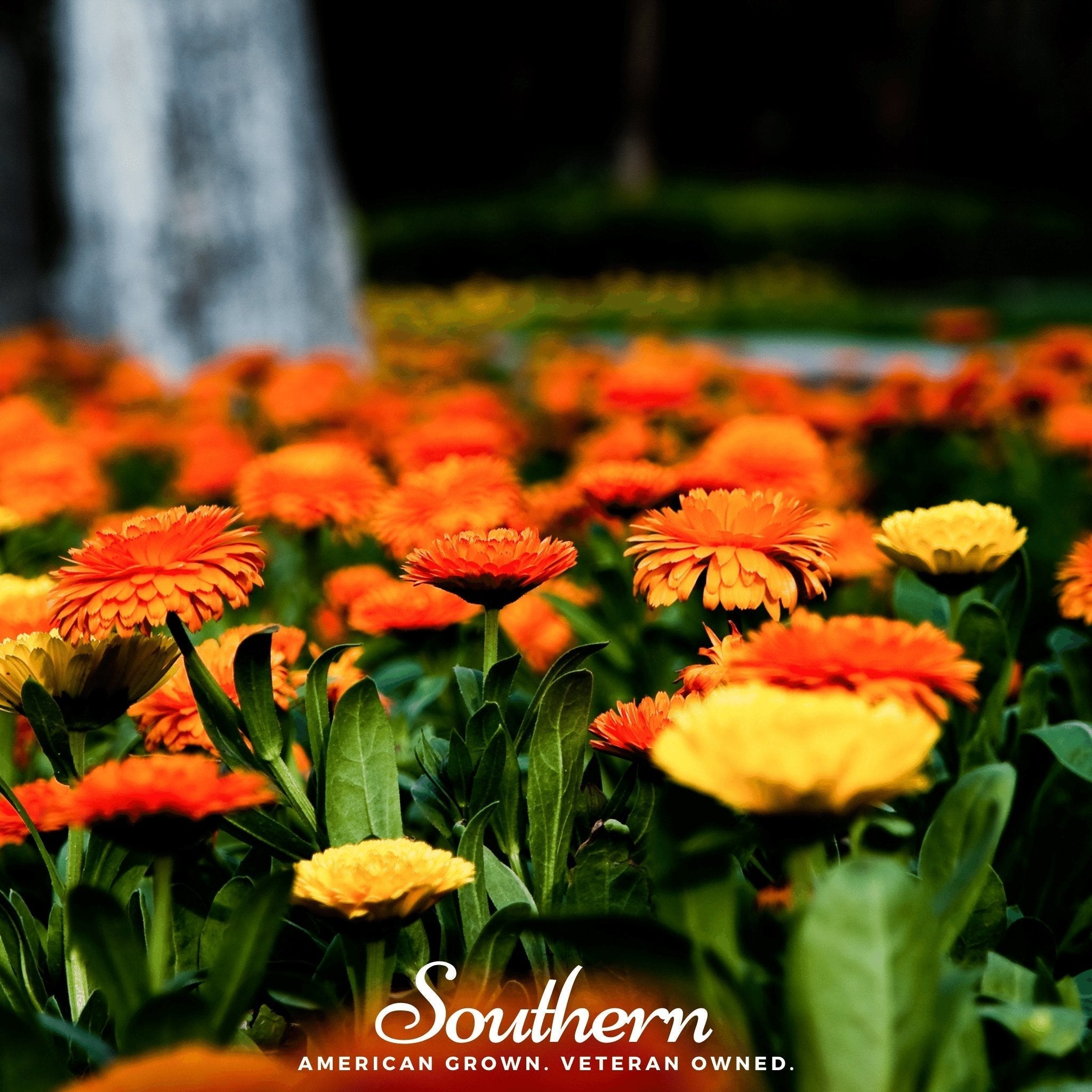 Pacific Beauty Calendula – 100 Seeds Southern Seeds