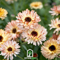 Sunset Buff Calendula – 50 Seeds Southern Seeds