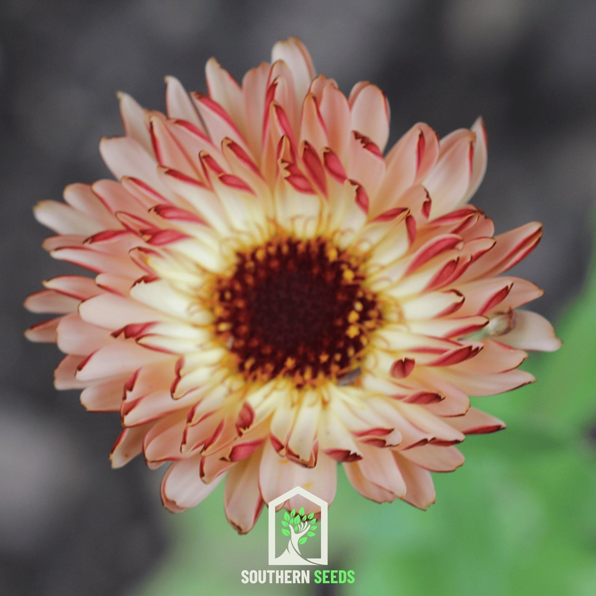 Sunset Buff Calendula – 50 Seeds Southern Seeds