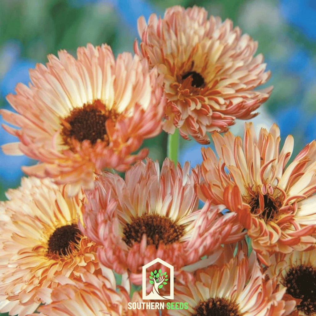 Sunset Buff Calendula – 50 Seeds Southern Seeds