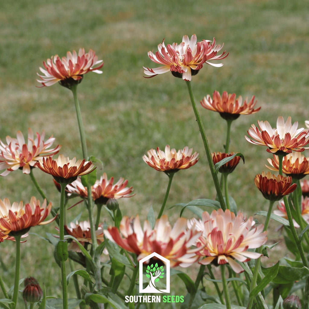 Sunset Buff Calendula – 50 Seeds Southern Seeds