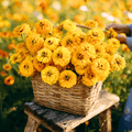Canary Bird Zinnia – 100 Seeds Southern Seeds