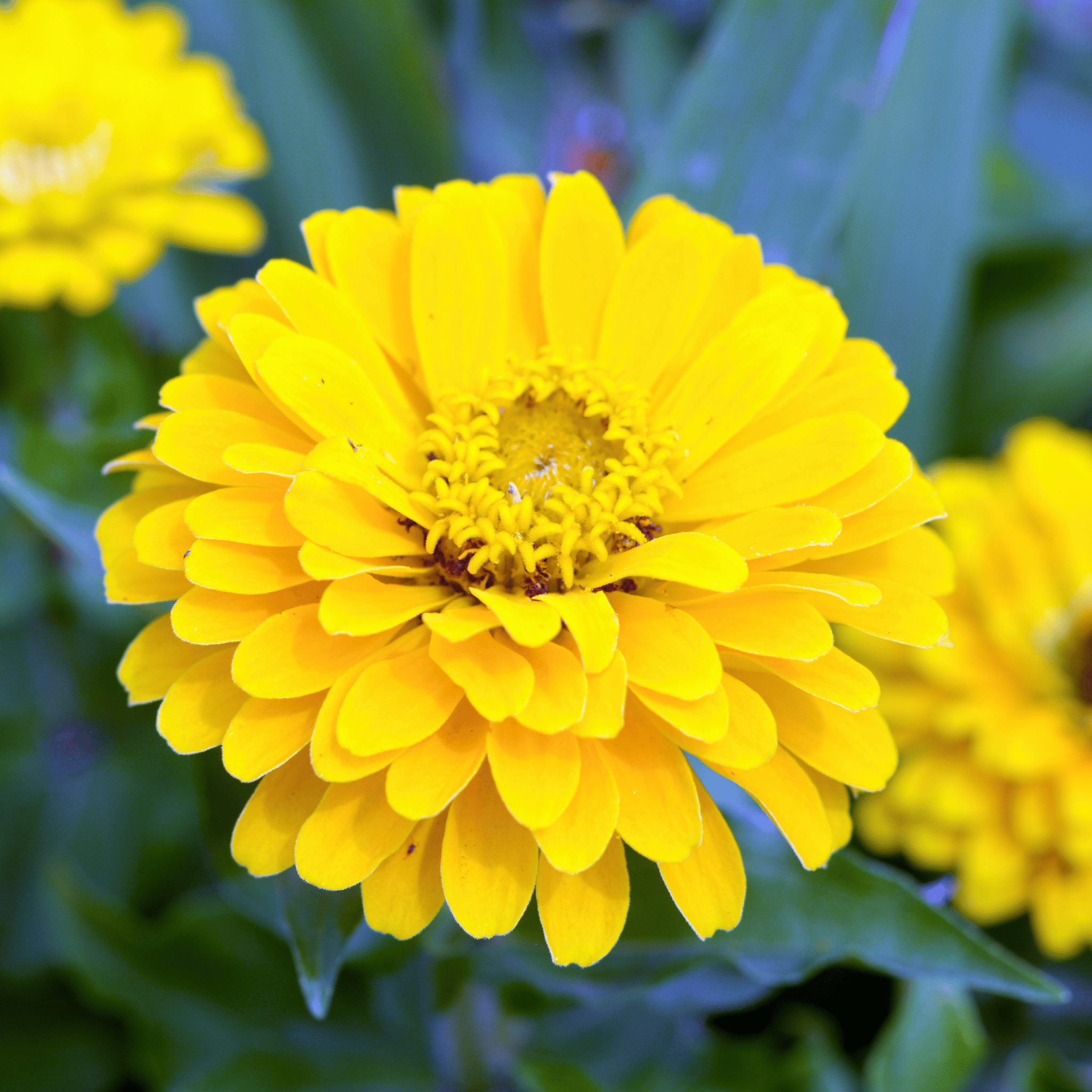 Canary Bird Zinnia – 100 Seeds Southern Seeds