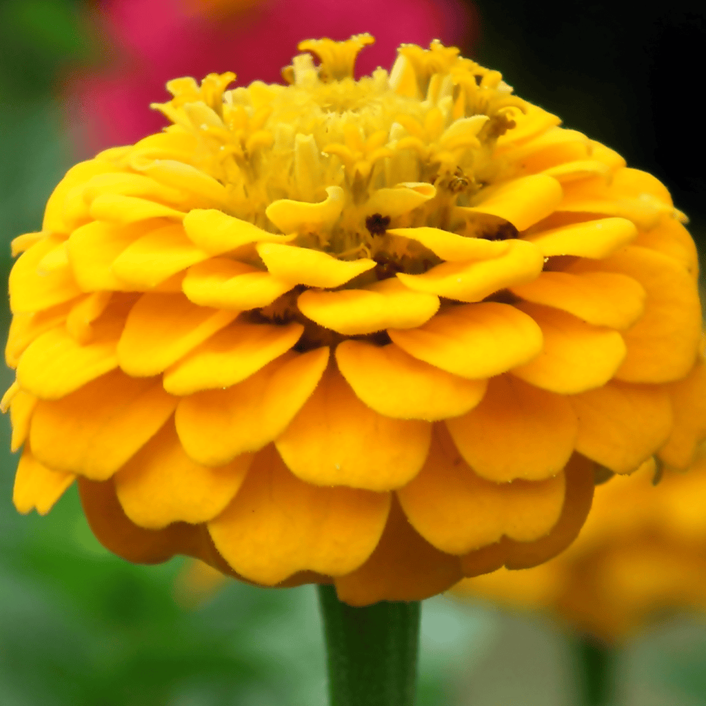 Canary Bird Zinnia – 100 Seeds Southern Seeds