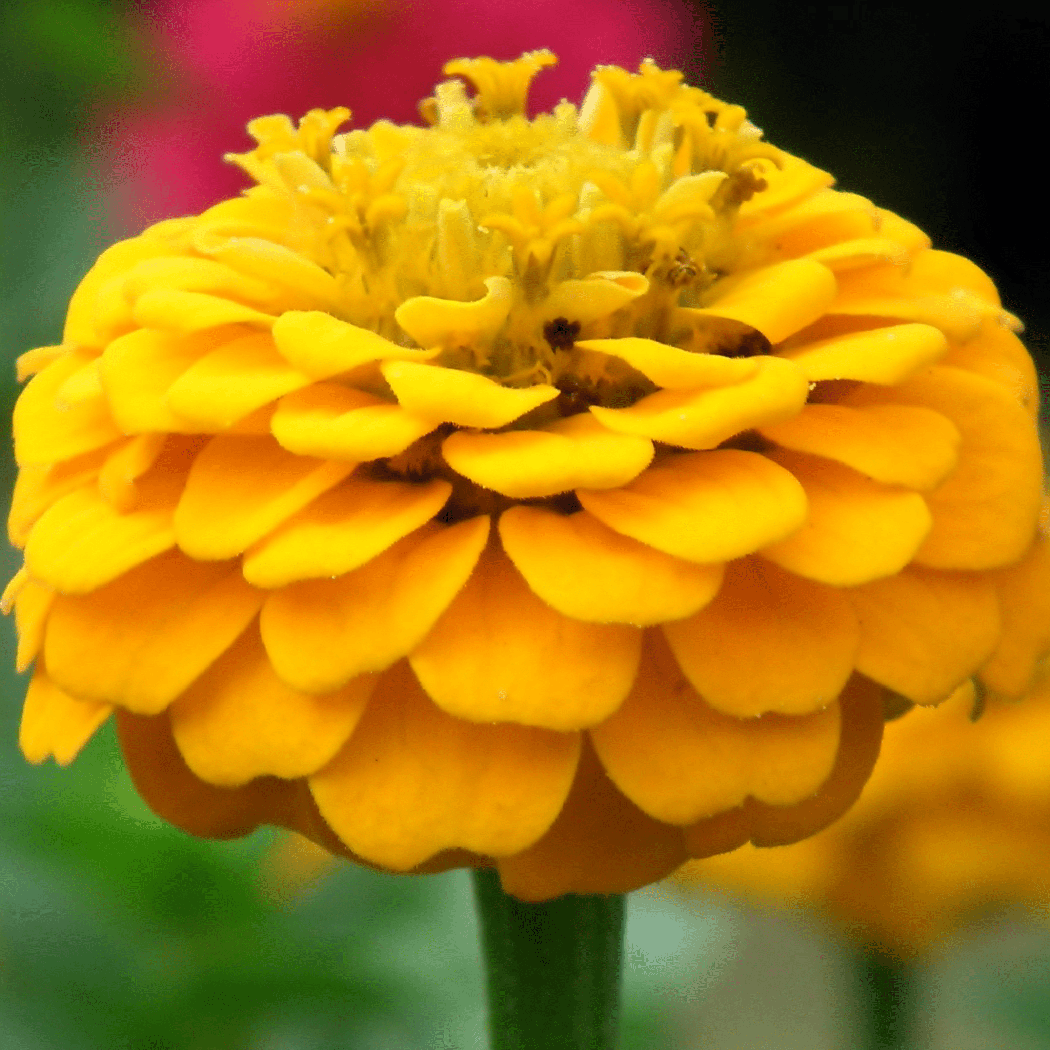 Canary Bird Zinnia – 100 Seeds Southern Seeds