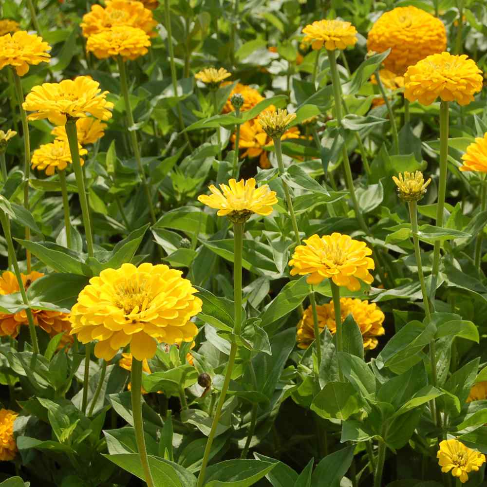 Canary Bird Zinnia – 100 Seeds Southern Seeds