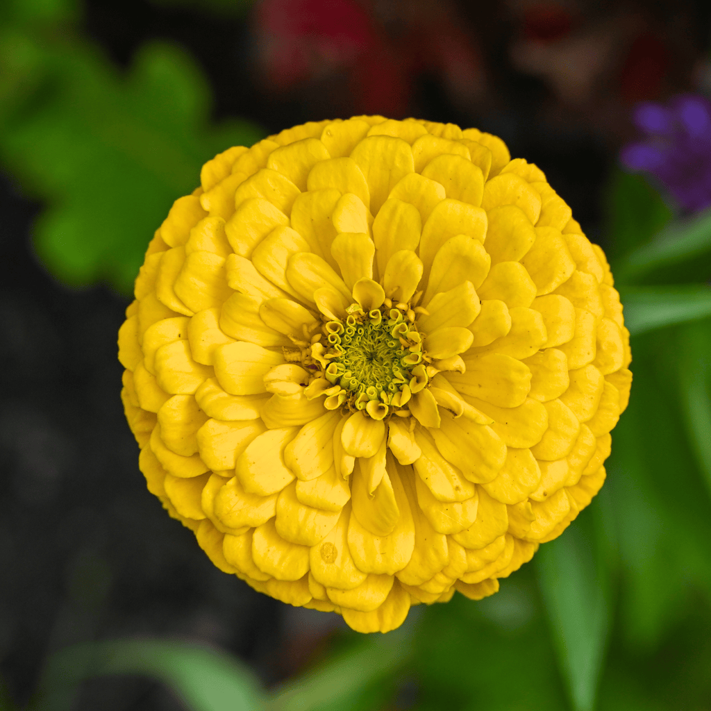 Canary Bird Zinnia – 100 Seeds Southern Seeds