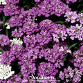 Globe Annual Candytuft – 50 Seeds Southern Seeds