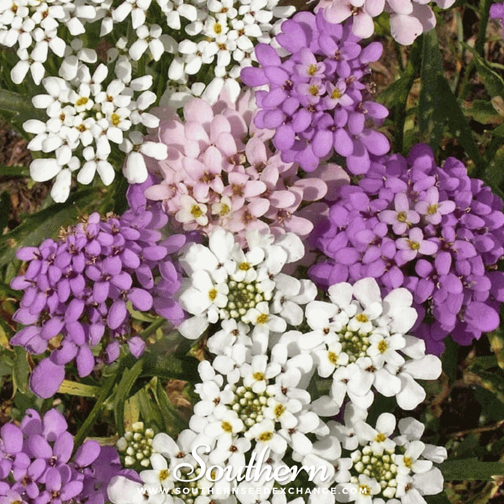 Globe Annual Candytuft – 50 Seeds Southern Seeds