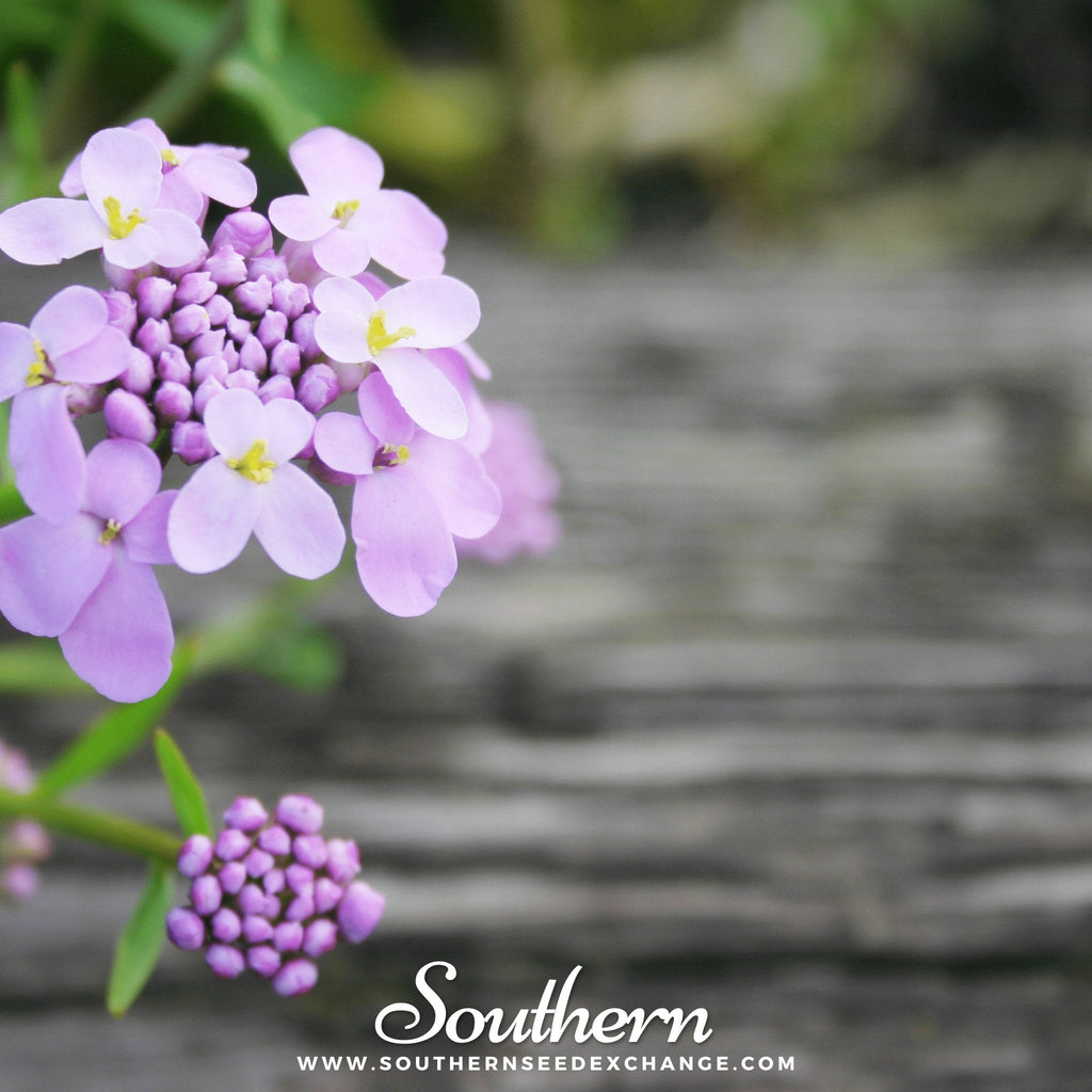 Globe Annual Candytuft – 50 Seeds Southern Seeds