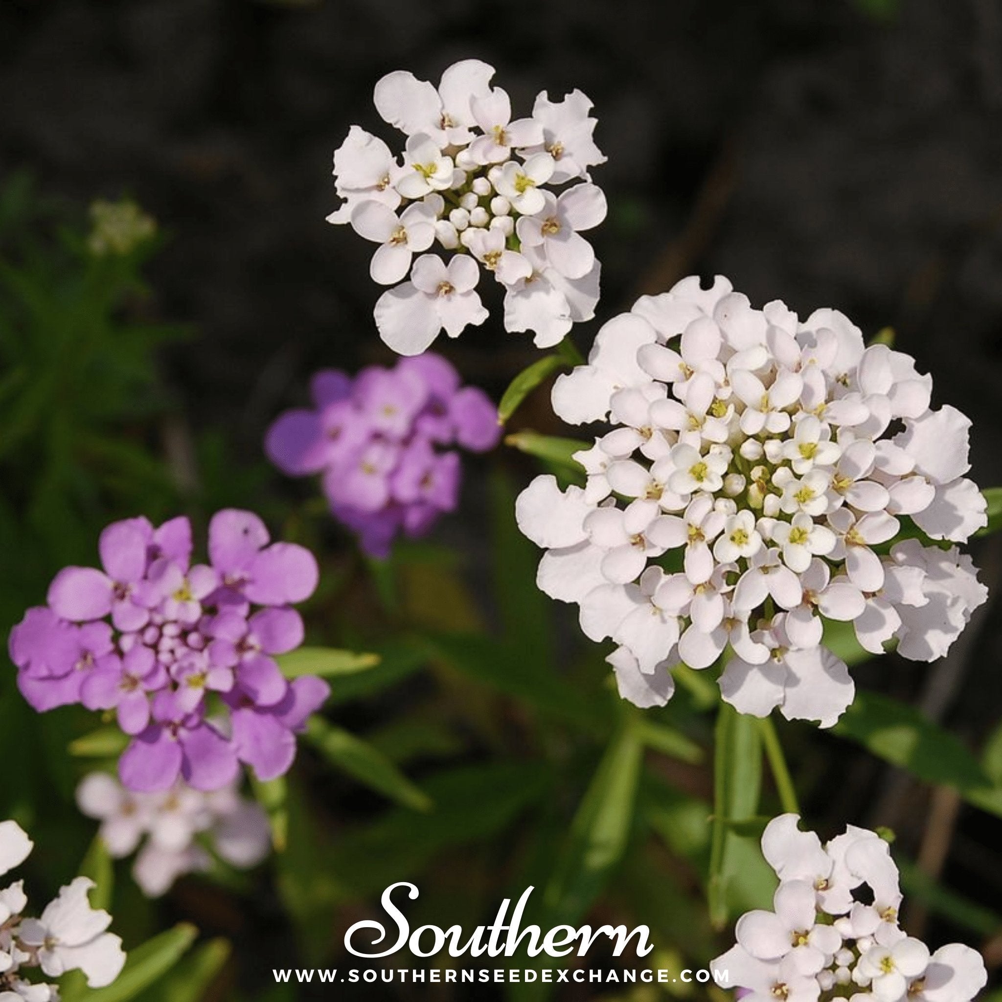Globe Annual Candytuft – 50 Seeds Southern Seeds