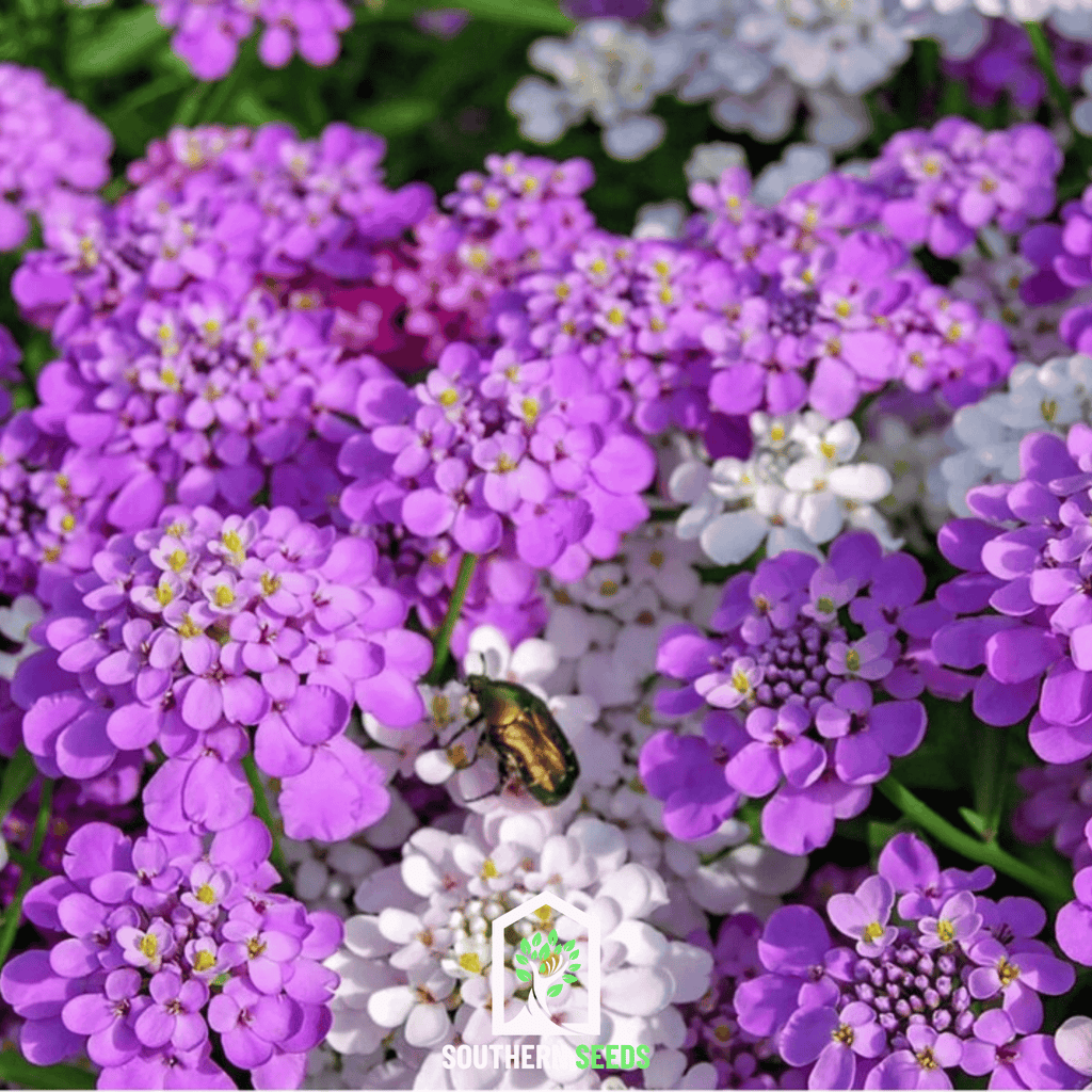 Candytuft Mix – 100 Seeds Southern Seeds