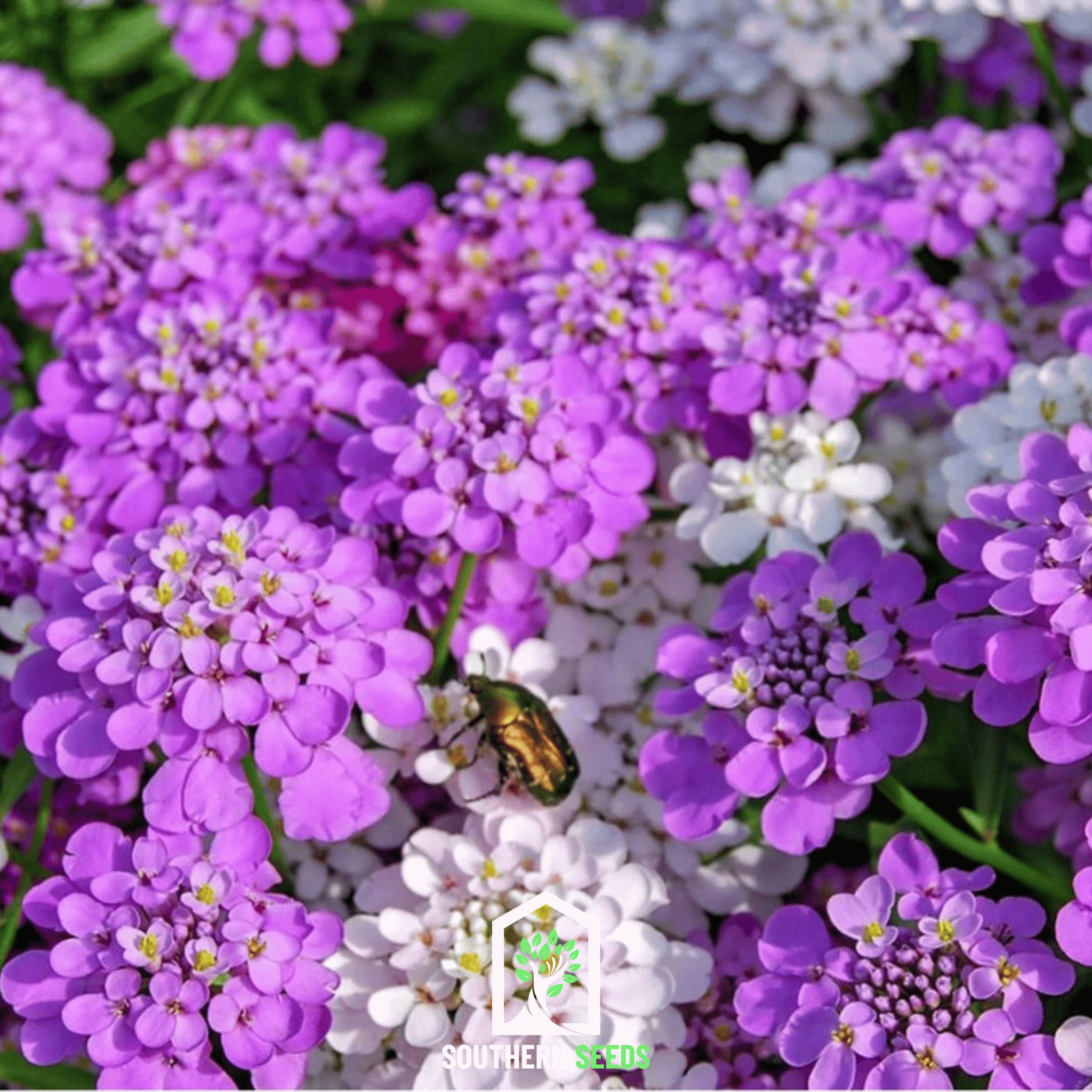 Candytuft Mix – 100 Seeds Southern Seeds