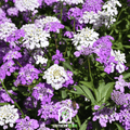 Candytuft Mix – 100 Seeds Southern Seeds