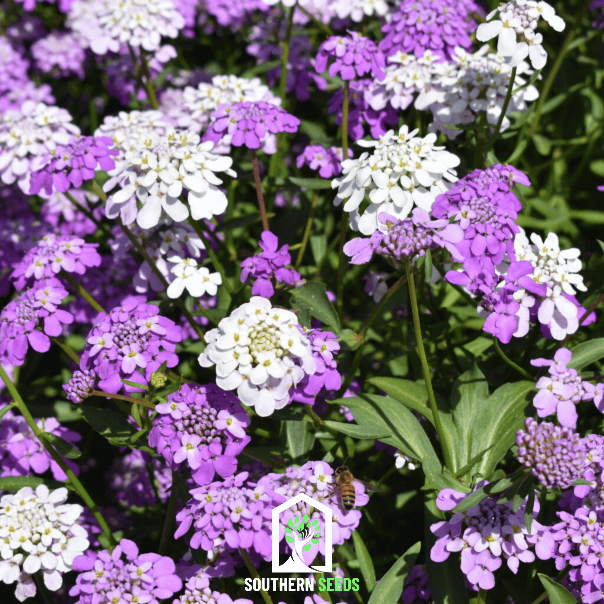 Candytuft Mix – 100 Seeds Southern Seeds