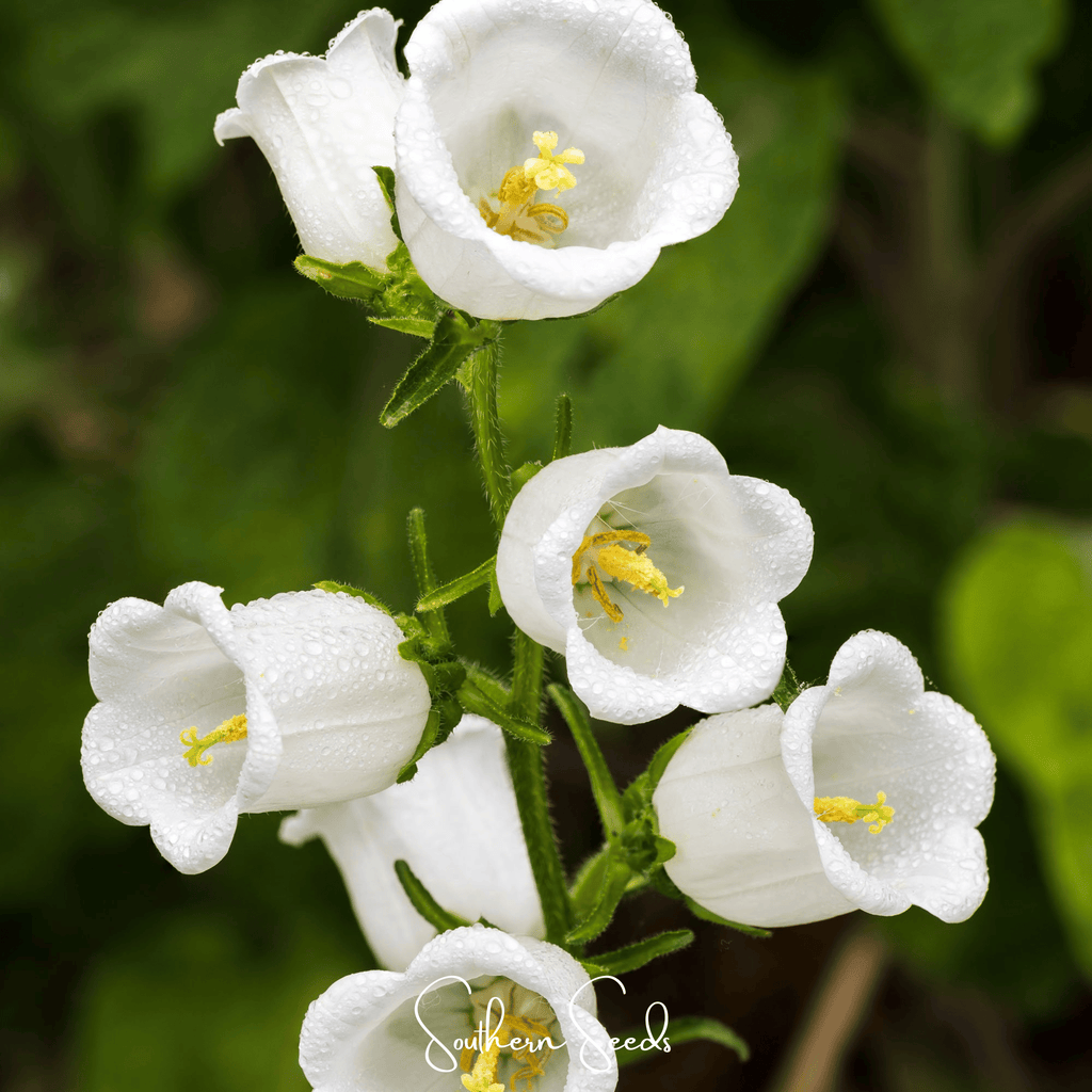 Canterbury Bells Mix – 100 Seeds Southern Seeds