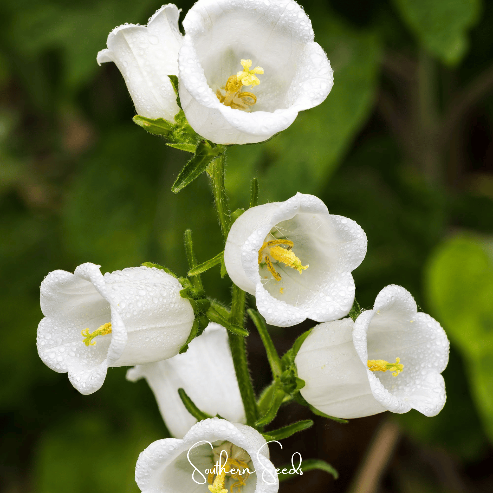 Canterbury Bells Mix – 100 Seeds Southern Seeds