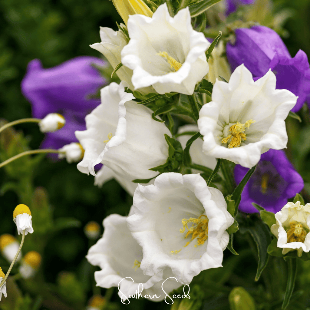 Canterbury Bells Mix – 100 Seeds Southern Seeds