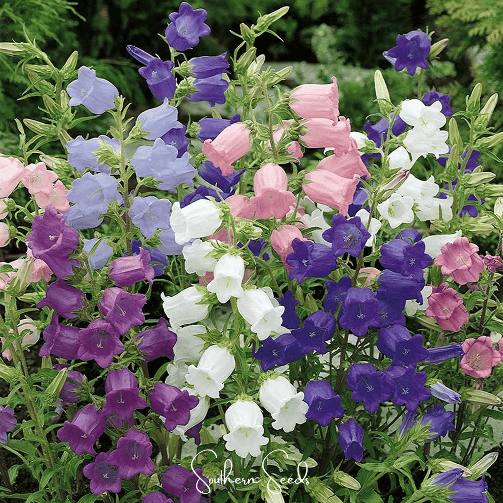 Canterbury Bells Mix – 100 Seeds Southern Seeds