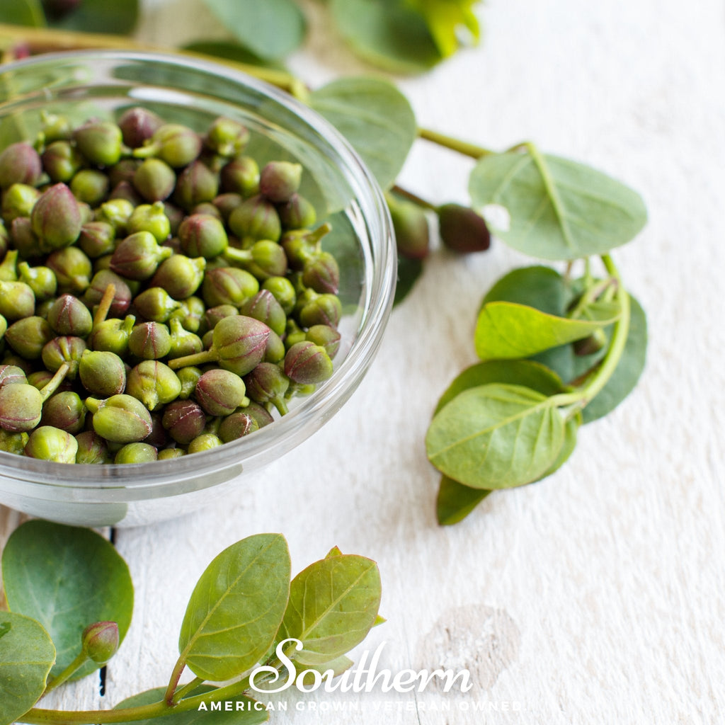 Caper Bush – 10 Seeds Southern Seeds