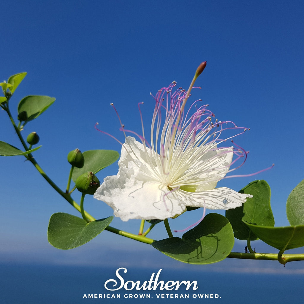 Caper Bush – 10 Seeds Southern Seeds