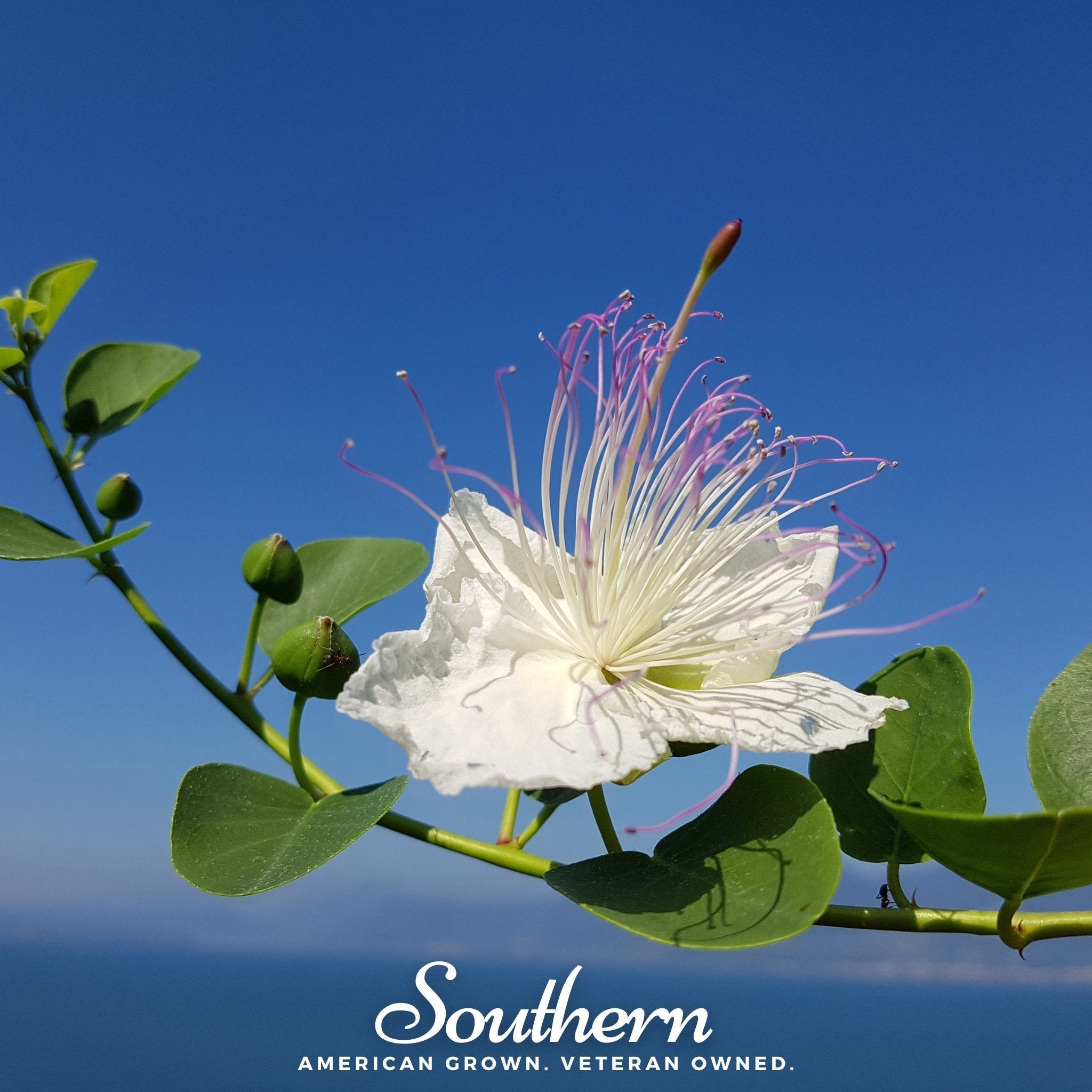 Caper Bush – 10 Seeds Southern Seeds