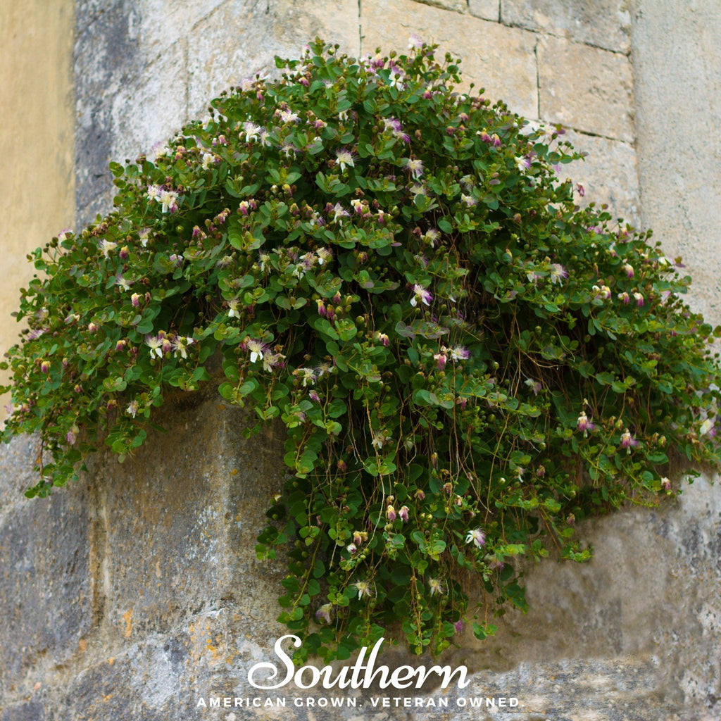 Caper Bush – 10 Seeds Southern Seeds