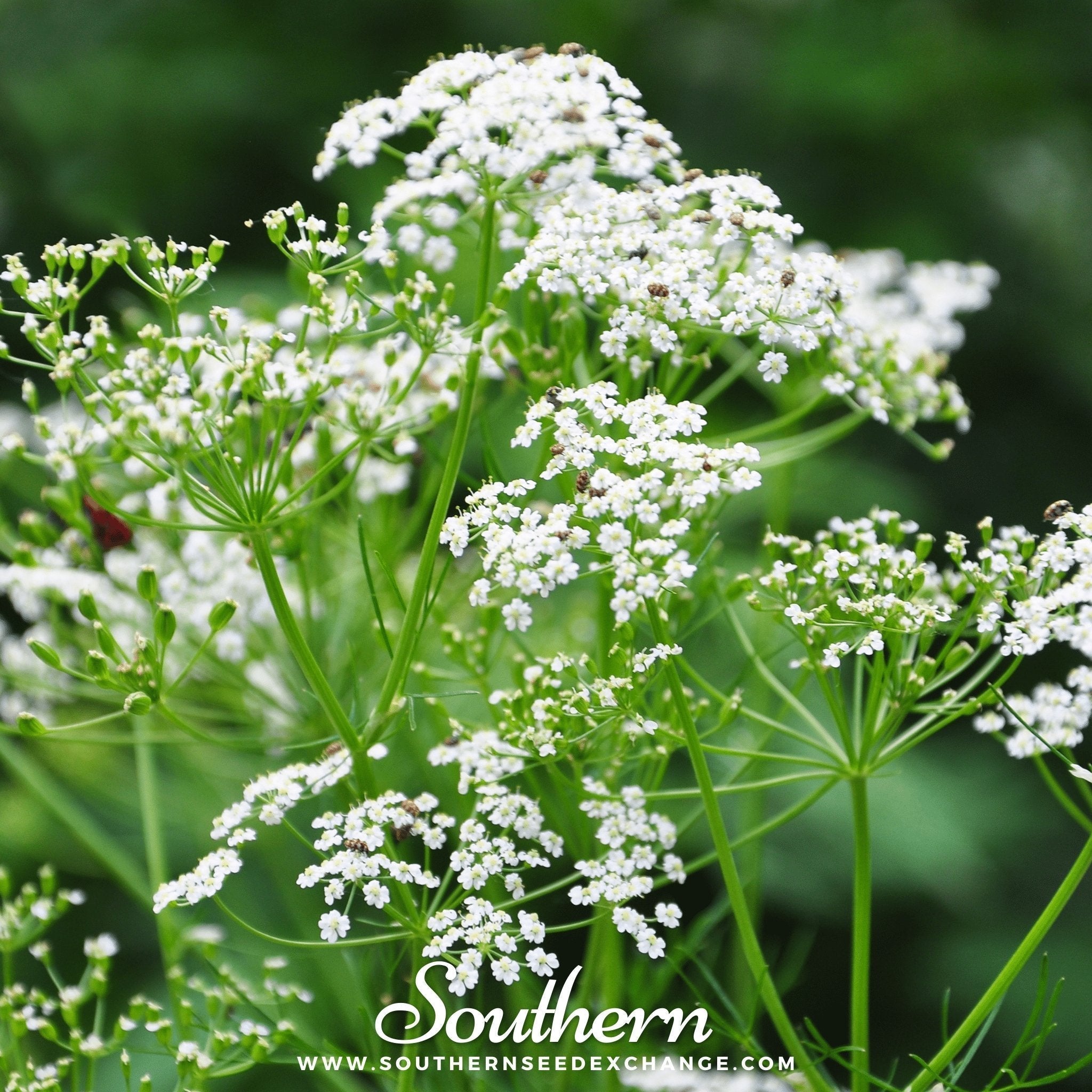 Caraway – 150 Seeds Southern Seeds