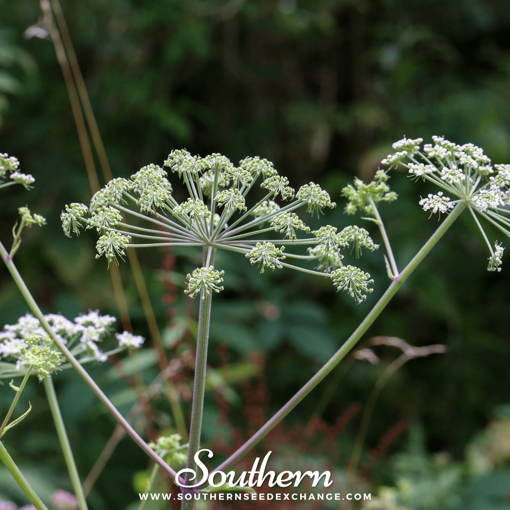 Caraway – 150 Seeds Southern Seeds